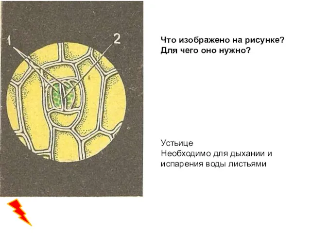 Что изображено на рисунке? Для чего оно нужно? Устьице Необходимо для дыхании и испарения воды листьями