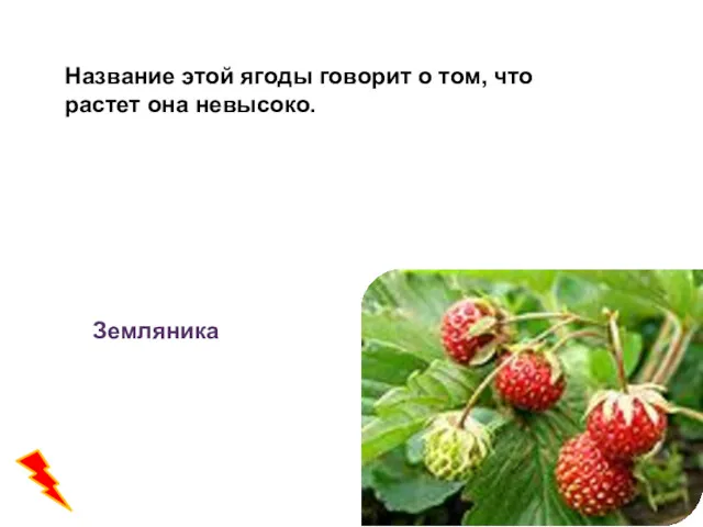 Название этой ягоды говорит о том, что растет она невысоко. Земляника