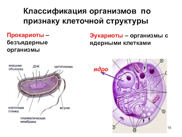 Классификация организмов по признаку клеточной структуры Прокариоты – безъядерные организмы