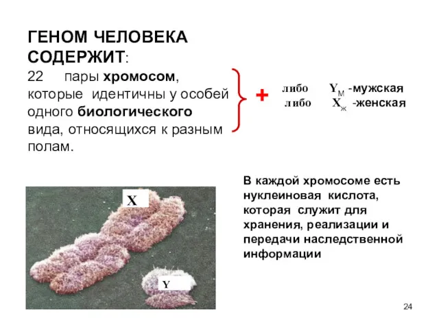 ГЕНОМ ЧЕЛОВЕКА СОДЕРЖИТ: 22 пары хромосом, которые идентичны у особей