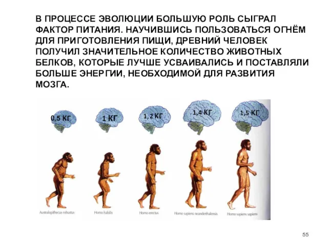 В ПРОЦЕССЕ ЭВОЛЮЦИИ БОЛЬШУЮ РОЛЬ СЫГРАЛ ФАКТОР ПИТАНИЯ. НАУЧИВШИСЬ ПОЛЬЗОВАТЬСЯ