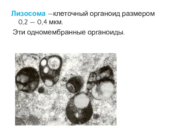 Лизосома —клеточный органоид размером 0,2 — 0,4 мкм. Эти одномембранные органоиды.