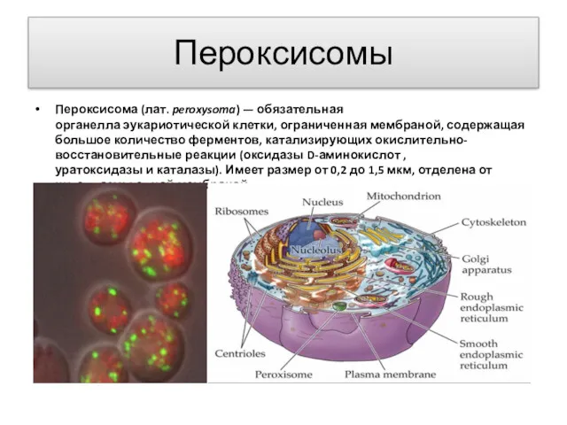 Пероксисомы Пероксисома (лат. peroxysoma) — обязательная органелла эукариотической клетки, ограниченная