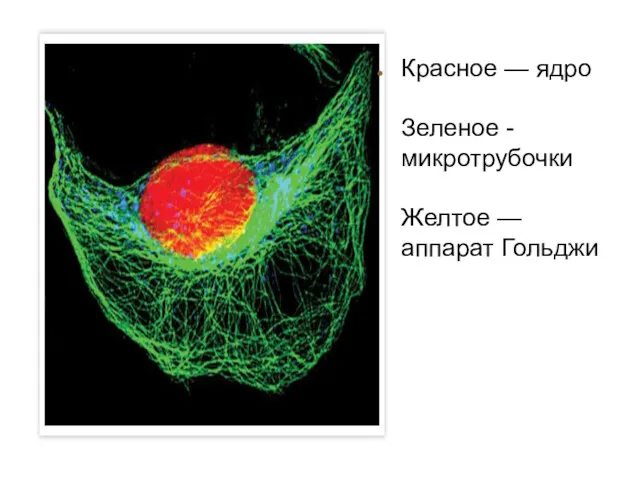 Красное — ядро Зеленое - микротрубочки Желтое — аппарат Гольджи
