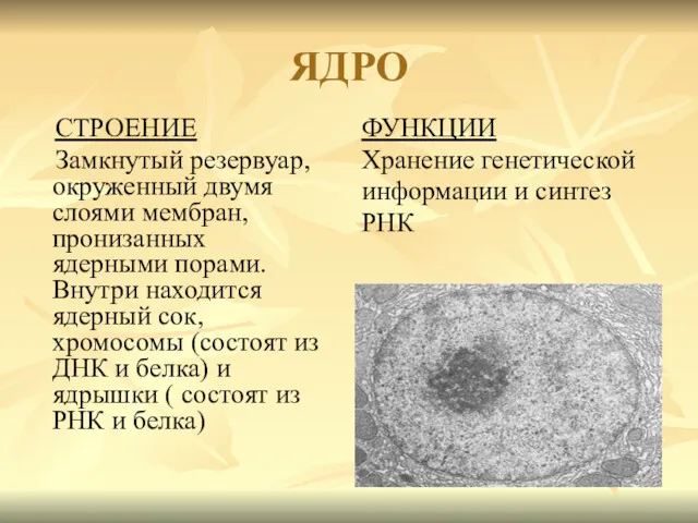 ЯДРО СТРОЕНИЕ Замкнутый резервуар, окруженный двумя слоями мембран, пронизанных ядерными порами. Внутри находится