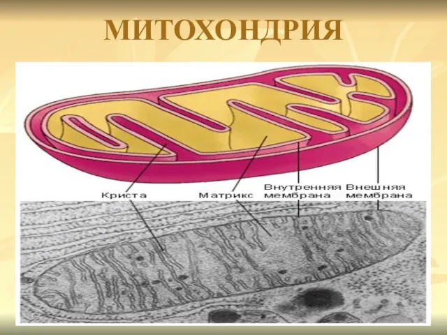 МИТОХОНДРИЯ