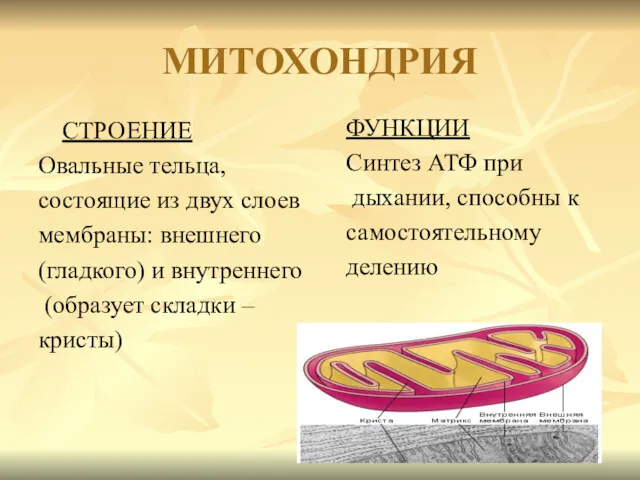 МИТОХОНДРИЯ СТРОЕНИЕ Овальные тельца, состоящие из двух слоев мембраны: внешнего