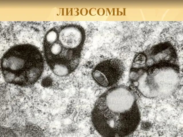 ЛИЗОСОМЫ