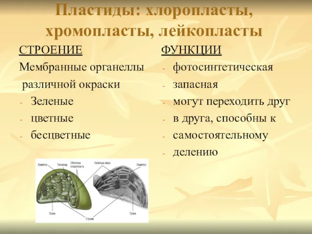 Пластиды: хлоропласты, хромопласты, лейкопласты СТРОЕНИЕ Мембранные органеллы различной окраски Зеленые