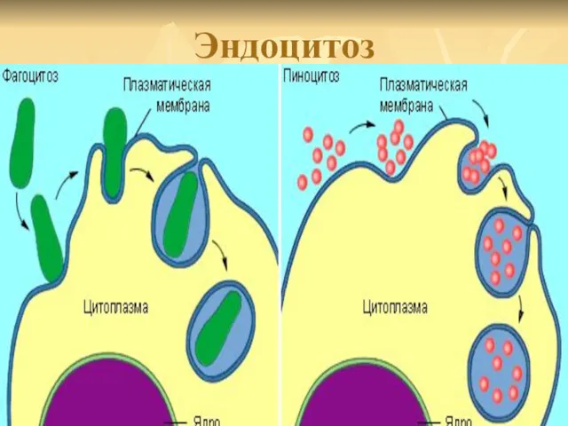 Эндоцитоз