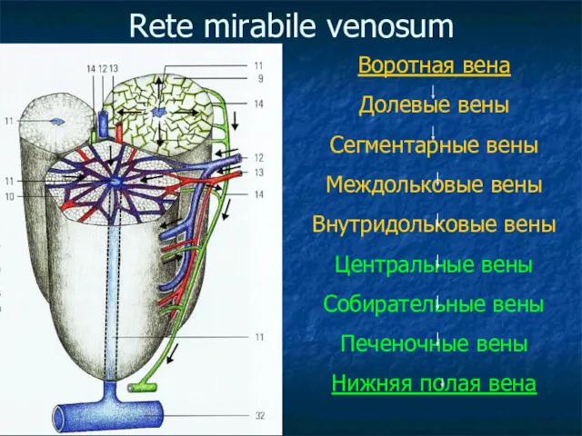 Rete mirabile venosum Воротная вена Долевые вены Сегментарные вены Междольковые