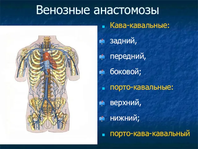 Венозные анастомозы Кава-кавальные: задний, передний, боковой; порто-кавальные: верхний, нижний; порто-кава-кавальный