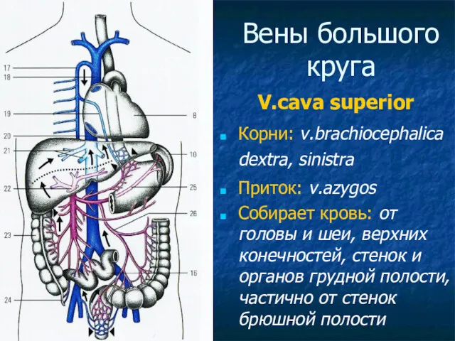 Вены большого круга V.cava superior Корни: v.brachiocephalica dextra, sinistra Приток: