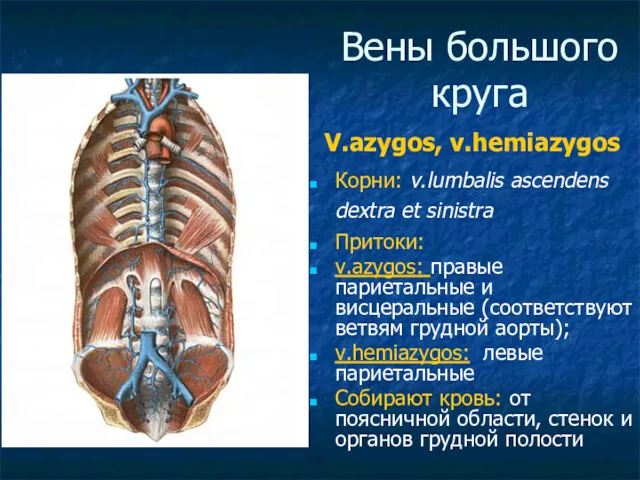 Вены большого круга V.azygos, v.hemiazygos Корни: v.lumbalis ascendens dextra et