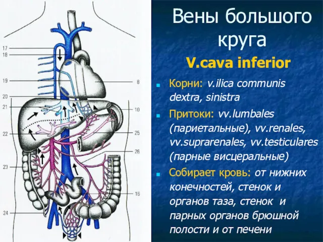 Вены большого круга V.cava inferior Корни: v.ilica communis dextra, sinistra