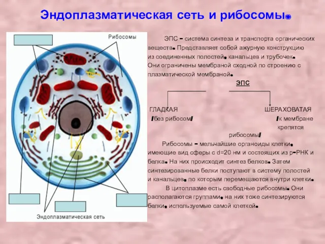 Эндоплазматическая сеть и рибосомы. ЭПС – система синтеза и транспорта