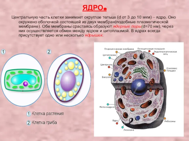 ЯДРО. Центральную часть клетки занимает округлое тельце (d от 3 до 10 мкм)