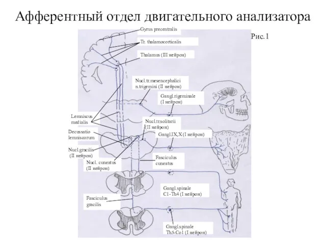 Афферентный отдел двигательного анализатора Рис.1