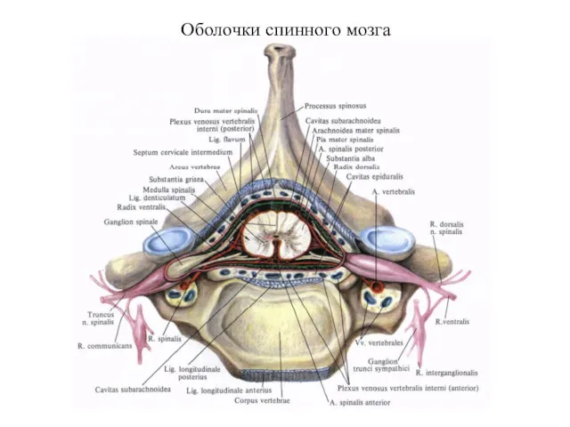 Оболочки спинного мозга