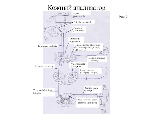 Кожный анализатор Рис.2