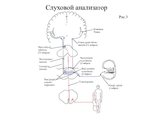 Слуховой анализатор Рис.3