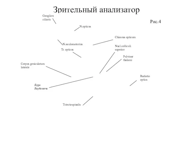 Рис.4 Зрительный анализатор