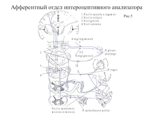 Афферентный отдел интероцептивного анализатора Рис.5