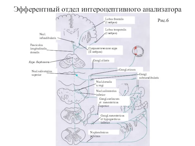 Эфферентный отдел интероцептивного анализатора Рис.6