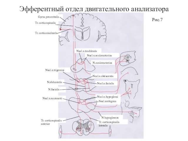 Эфферентный отдел двигательного анализатора Рис.7