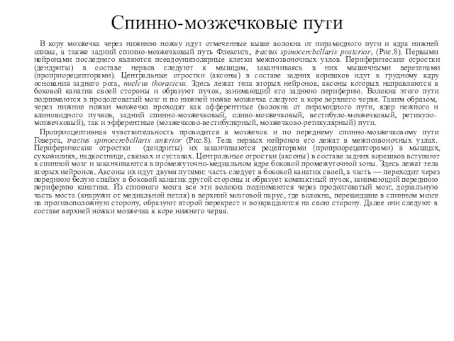 Спинно-мозжечковые пути В кору мозжечка через нижнюю ножку идут отмеченные