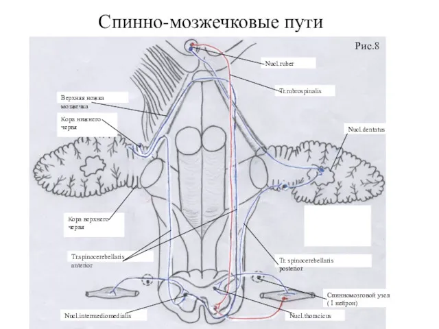 Спинно-мозжечковые пути Рис.8