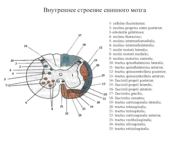 Внутреннее строение спинного мозга 1- cellulae dissiminatae; 2- nucleus proprius