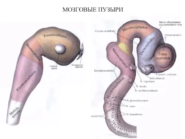 МОЗГОВЫЕ ПУЗЫРИ