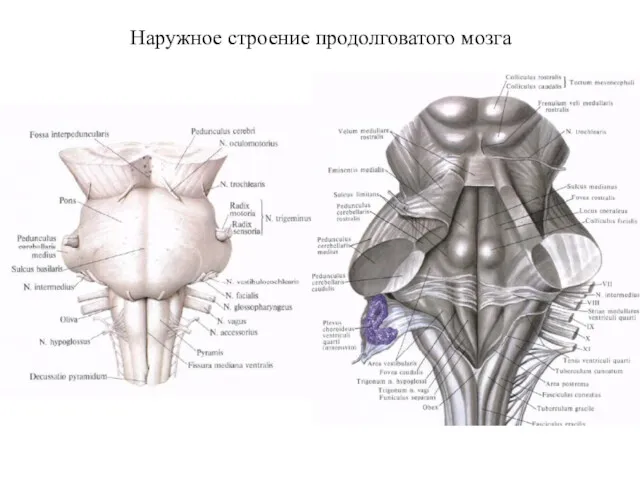 Наружное строение продолговатого мозга