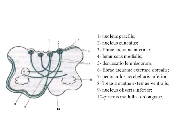 1- nucleus gracilis; 2- nucleus cuneatus; 3- fibrae arcuatae internae;