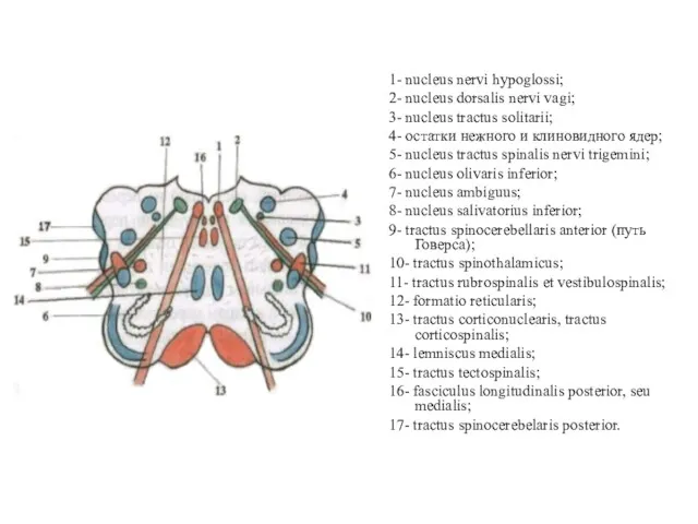 1- nucleus nervi hypoglossi; 2- nucleus dorsalis nervi vagi; 3-