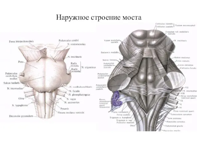 Наружное строение моста