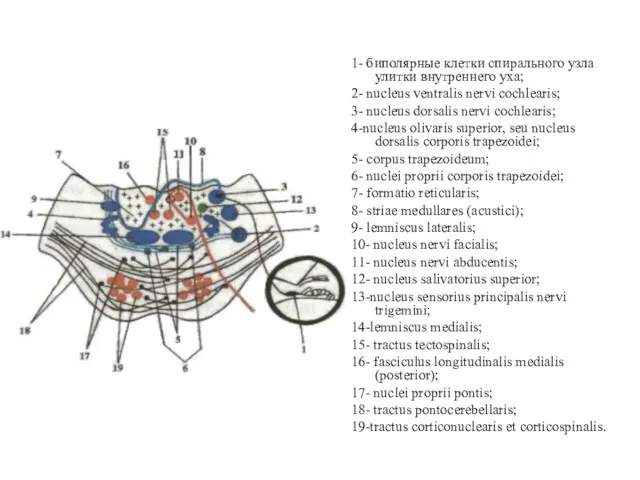 1- биполярные клетки спирального узла улитки внутреннего уха; 2- nucleus