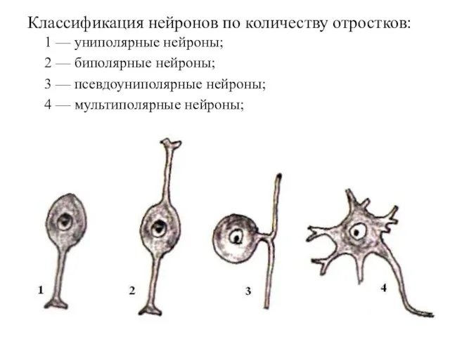 Классификация нейронов по количеству отростков: 1 — униполярные нейроны; 2