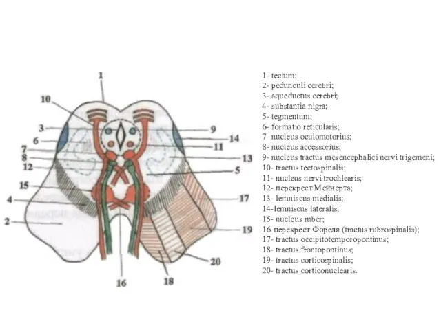 1- tectum; 2- pedunculi cerebri; 3- aqueductus cerebri; 4- substantia