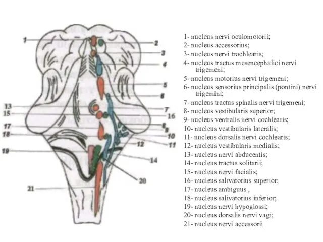 1- nucleus nervi oculomotorii; 2- nucleus accessorius; 3- nucleus nervi