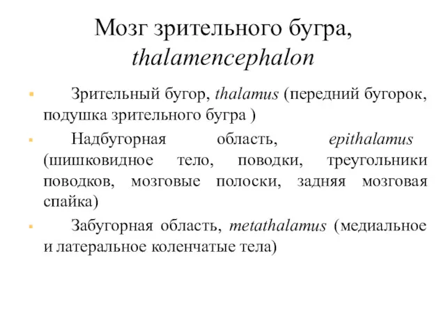 Мозг зрительного бугра, thalamencephalon Зрительный бугор, thalamus (передний бугорок, подушка