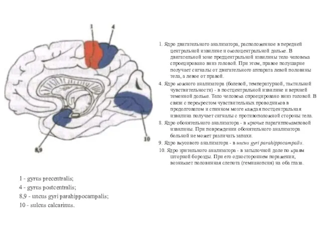 1. Ядро двигательного анализатора, расположенное в передней центральной извилине и