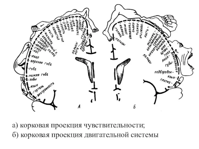 а) корковая проекция чувствительности; б) корковая проекция двигательной системы