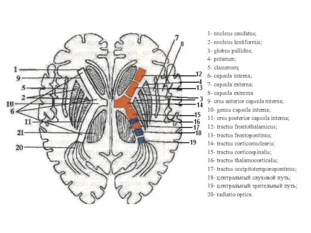 1- nucleus caudatus; 2- nucleus lentiformis; 3- globus pallidus; 4-