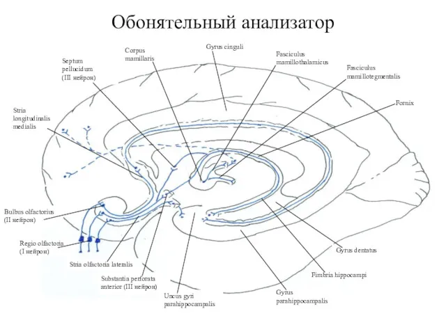 Обонятельный анализатор