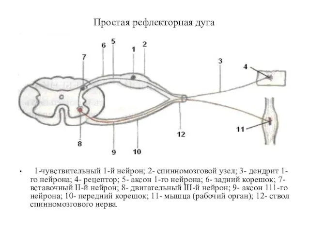 1-чувствительный 1-й нейрон; 2- спинномозговой узел; 3- дендрит 1-го нейрона;