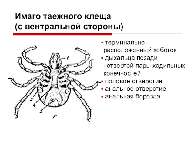 Имаго таежного клеща (с вентральной стороны) терминально расположенный хоботок дыхальца позади четвертой пары