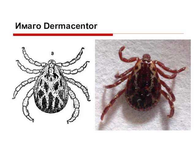 Имаго Dermacentor