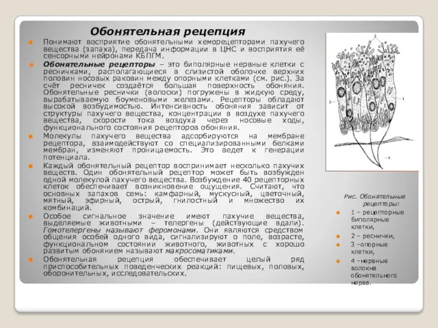 Обонятельная рецепция Понимают восприятие обонятельными хеморецепторами пахучего вещества (запаха), передача